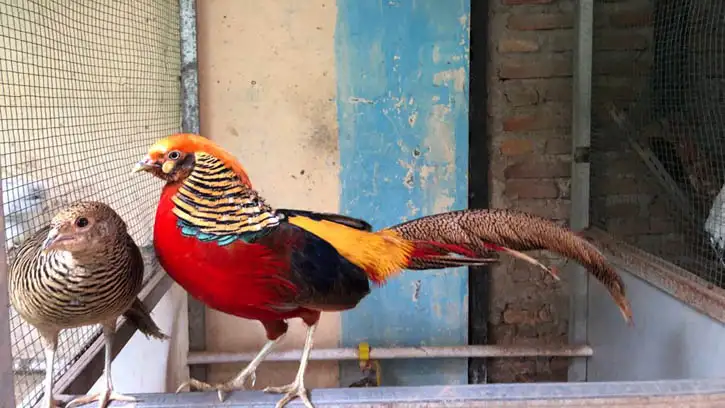 Ayam Hias Onagadori: Si Ekor Panjang dari Jepang